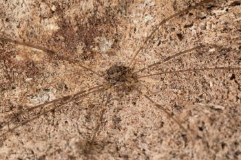 Media type: image;   Invertebrate Zoology 151588